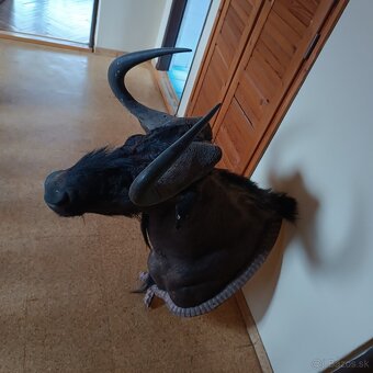 Trofeje, pakôň - 4