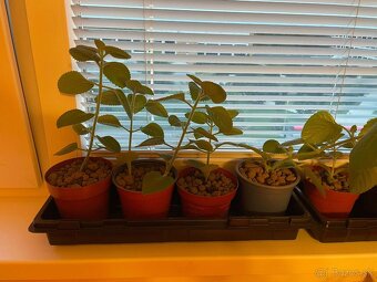 ✅ 𝐍𝐀𝐃𝐂𝐇𝐎𝐕𝐍𝐈𝐊 ✅ v kvetinaci - 4