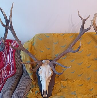 Jelenie trofeje - 3 ks - 4