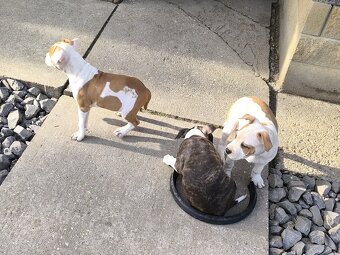 AMERICKÝ STAFORDŠÍRSKY TERIÉR s PP - 4