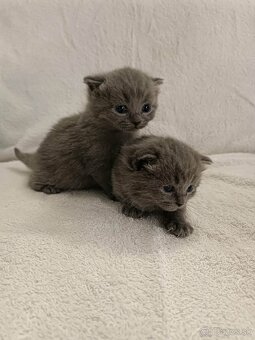 Britské krátkosrsté mačiatka - 4