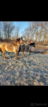 Polski konik (Tarpan) - 4