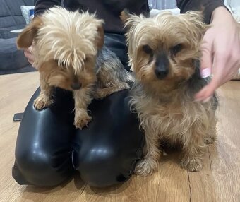 YORKSHIRE TERRIER - 4