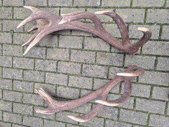 Trofej trofeje paroh parohy parozie zhody - 4