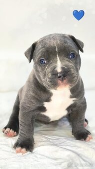 Štěňátka American Bully XL - registrace ABKC  (Jihlava CZ) - 4