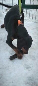 Slovenský kopov - 4