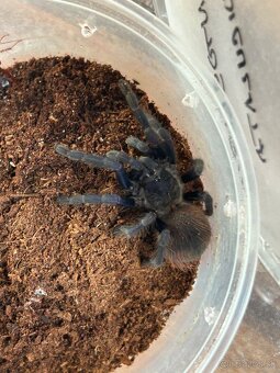 Predam pavúka plus terarium a nejaké veci k pavúkovi - 4