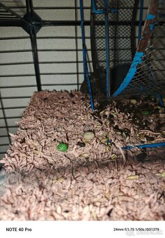 Osmak Degu - 4