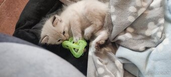 Ragdoll mačiatka - 4