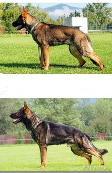 Nemecký ovčiak s PP - 4