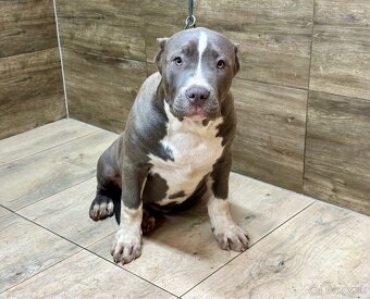 American Bully XL - 4