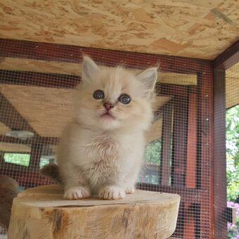 Ponukam maciatka ragdoll - 4