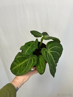 Anthurium Villenaorum - 4