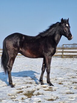 appaloosa žrebček - 4