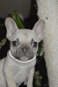 Francúzsky buldoček s pp - 4