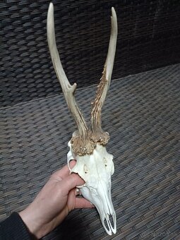 Parohy, zhody, trofeje, srnce - 4