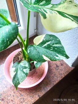 Monstera panašovaná - 4