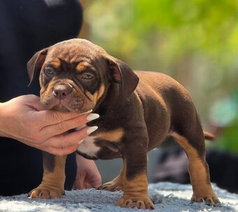 American Bully pocket - 4