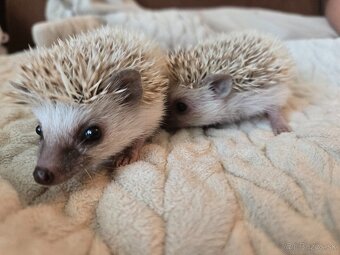 Ježko adrický bielobruchý pigmy - 4