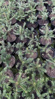 Predám kvalitné jedličky (Abies Nordmanniana) - 4