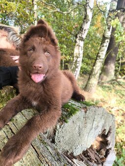 Nemecký ovčiak bez PP šteniatka - 4