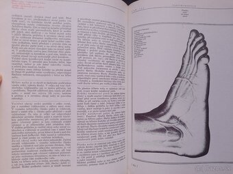 Anatomie pro výtvarníky - 4