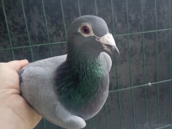 Poštové holuby - 4