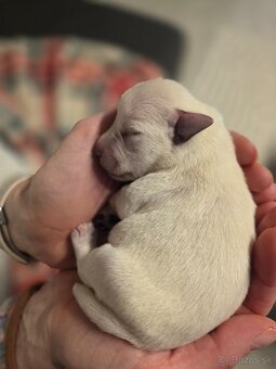 Bradáč malý biely - 4