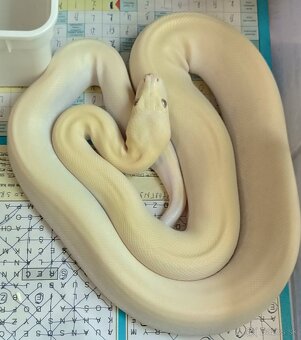 Python bivittatus - 4