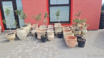 Olea europea - oliva Arbequina - 4