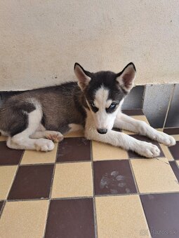 Steniatka sibírsky husky - 4