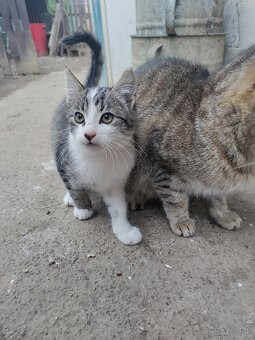 Darujem mačiatka - 4