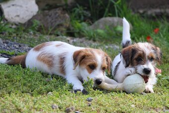 JRT Jack Russell Terier  FCI s PP - 4