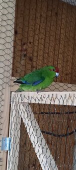 Predám kakariki - 4