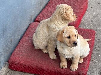 Labrador - 4