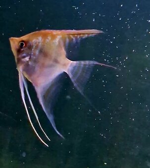 Skalár Sao Gabriel - 4