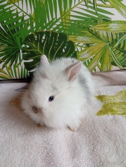 Zdrobnené zakrslé zajačiky - 4