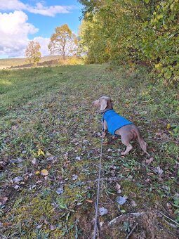 Krytie jazvečík trpasličí isabela - 4