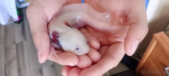 Axolotl Mexický - 4
