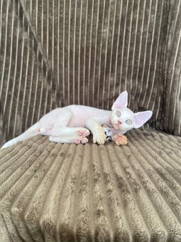 Devon rex - 4
