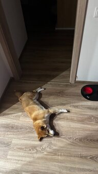 Shiba Inu - 4