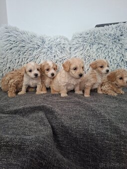 Maltipoo - 4