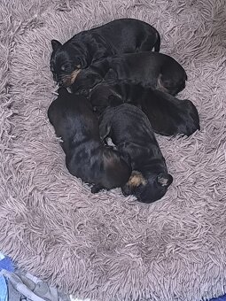 Jazvečík Hrubosrsty - 4