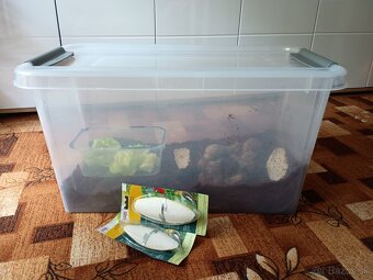 Darujem africké slimáky - 4