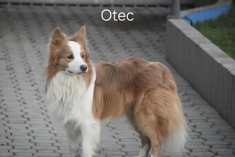 Ee-red Border Collie s PP - 4