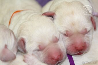 Labrador retriever  s rodokmeňom pôvodu - 4