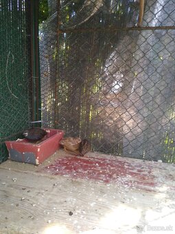 Predám prepelice činske - 4