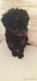 Pudel Trpasličí - 4