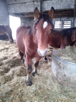 Predám 7 ťažnych zrebcov - 4