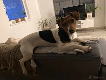 Jack russel terier potkaniar - 4